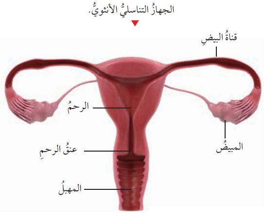 الجهاز التناسلي الأنثوي